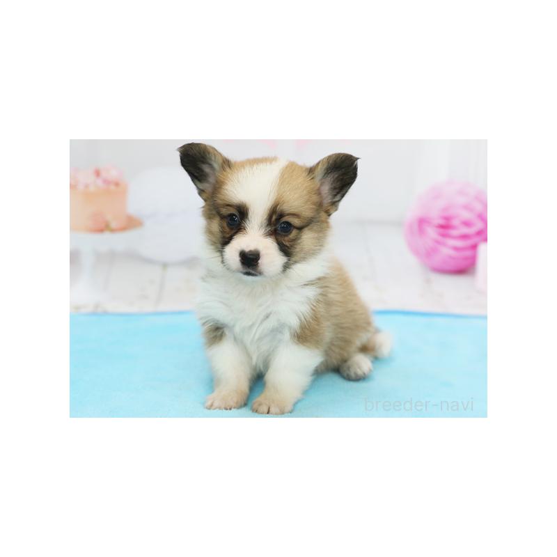 販売中の神奈川県のパピコー:パピヨン×コーギー-409220